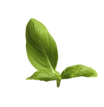 базилик